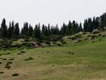 Two horses riding on the green fields