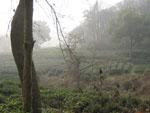 Some of the tea plantations in the Longjing region