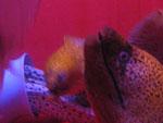 Spooky looking eels