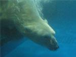 Polar bear