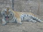 One of the stars of the show, Tiger at Harbin Tiger Preserve