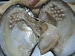Pearls in a pearl oyster