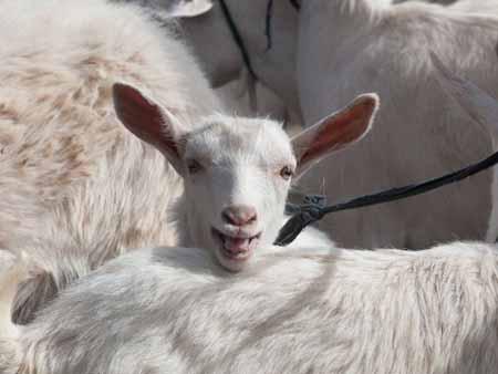 A young happy billy goat