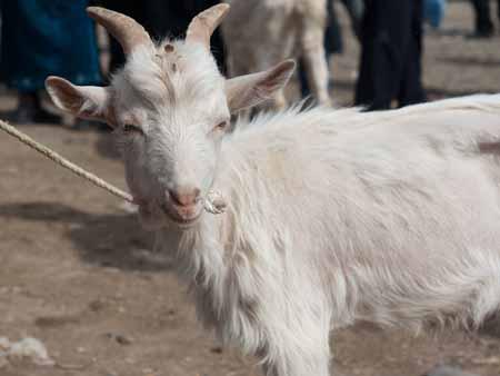 A young billy goat