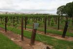 Jacobs Creek Barossa Valley