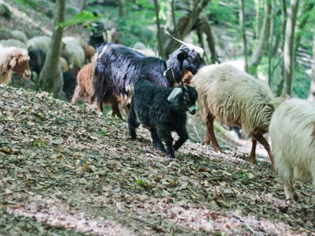 A baby goat in-between the heard
