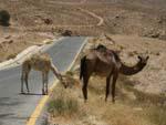 Dana Reserve - Random camels on the site of the road