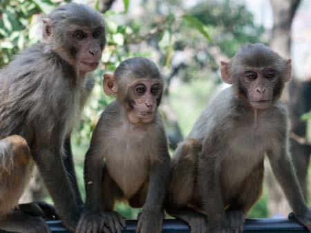 Three sitting monkeys