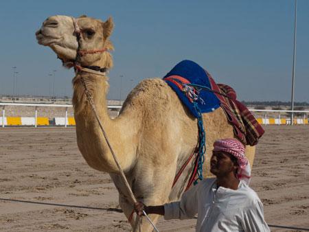 Camel and handler