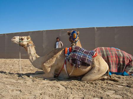 Camels waiting to race