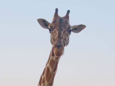 Giraffe