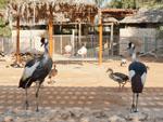 Grey Crowned Cranes