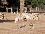 Flamingos