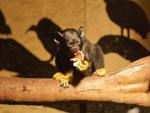 Red-handed Tamarin