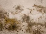 'ninety-nine horses' - horses drawn with exploded gunpowder