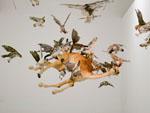 'flying together' - life-like falcons with camel