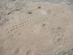 Al-Jassasiyah Petroglyphs