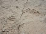 Al-Jassasiyah Petroglyphs
