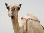 Camel at Fuwairit Beach