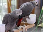 African Grey Parrot at animal souk