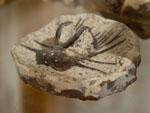 Omnia Trilobite 400 million year old fossils